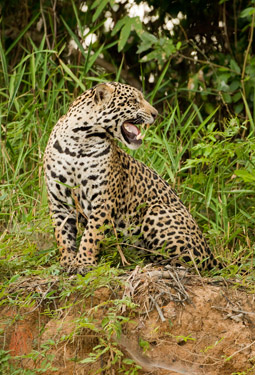 jaguar